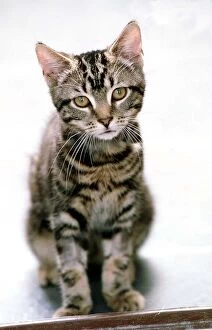 Images Dated 1st September 1999: Tommy a Tabby Cat September 1999 A kitten which survived for 40 minutes in a
