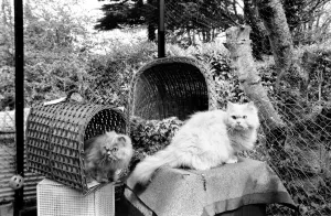 Torbay cat hotel in the garden of the hotel's royal suite, cudding its snooty guests Torbay cat hotel in the garden of the hotel's royal suite, cudding its snooty guests