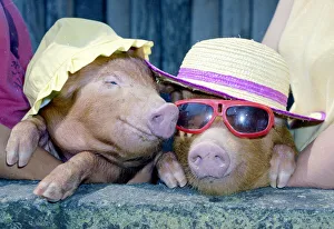 A touch of midsummer madness at Alfriston Zoo sussex came when temperatures reached into A touch of midsummer madness at Alfriston Zoo sussex came when temperatures reached into