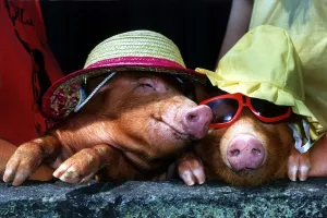 A touch of midsummer madness at Alfriston Zoo sussex came when temperatures reached into A touch of midsummer madness at Alfriston Zoo sussex came when temperatures reached into