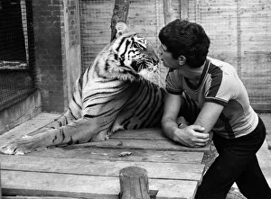 Trainee zoo keeper Keith Farrell August 1981 face to face with a tiger Trainee zoo keeper Keith Farrell August 1981 face to face with a tiger