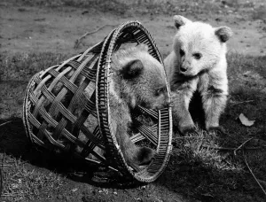 How to trap a couple of bouncing baby Syrian bears while you take their picture How to trap a couple of bouncing baby Syrian bears while you take their picture