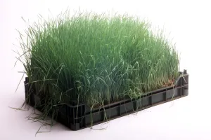 Tray of Organically Grown Grass August 1999 weby Tray of Organically Grown Grass August 1999 weby