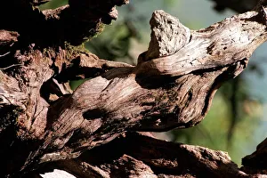Tree estimated to be over three hundred years old in the mountains of Lazio Italy Tree estimated to be over three hundred years old in the mountains of Lazio Italy