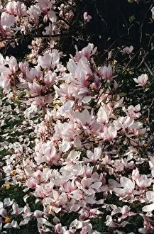 Images Dated 2nd May 1997: Trees Magnolia Blossom