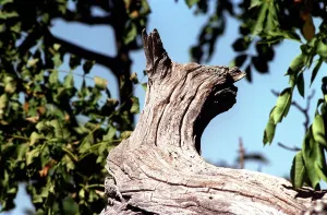 Trees Wood shaped like Cat on an old tree in the mountains of Lazio Italy Trees Wood shaped like Cat on an old tree in the mountains of Lazio Italy