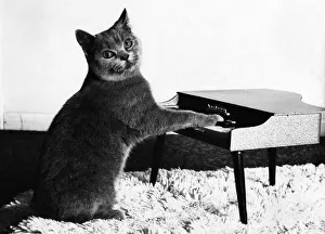 In tune, Fred the piano-playing puss. March 1984 P006144 In tune, Fred the piano-playing puss. March 1984 P006144
