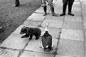 Images Dated 24th March 1975: Twin Brown Bears. Little bear is chased by a large bird. March 1975 75-01620-009
