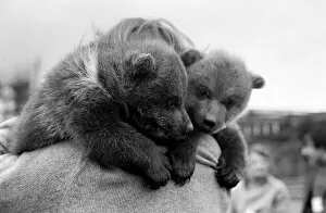 Images Dated 24th March 1975: Twin Brown Bears. March 1975 75-01620-001