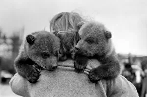 Images Dated 24th March 1975: Twin Brown Bears. March 1975 75-01620-002