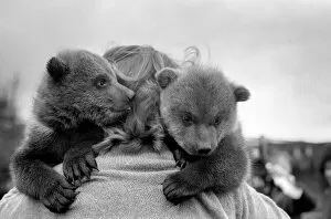 Images Dated 24th March 1975: Twin Brown Bears. March 1975 75-01620-003