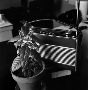 Unusual: Humour: Still Life: Radio and plant. March 1975 75-01581-002 Unusual: Humour: Still Life: Radio and plant. March 1975 75-01581-002