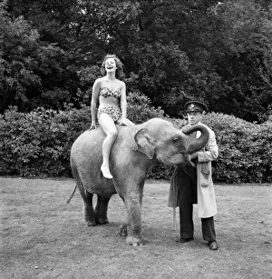 Valli the Elephant with Empress Hall showgirl at Whipsnade Zoo. August 1952 C4028 Valli the Elephant with Empress Hall showgirl at Whipsnade Zoo. August 1952 C4028
