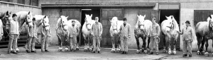 The Vaux Percherons, or dray horses are lined up for inspeciton in 1970 The Vaux Percherons, or dray horses are lined up for inspeciton in 1970