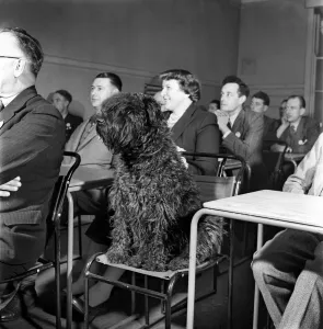 Vicky, a 3 year old Kerry Blue dog patiently attends the lecture at the Coal Utillsation Vicky, a 3 year old Kerry Blue dog patiently attends the lecture at the Coal Utillsation
