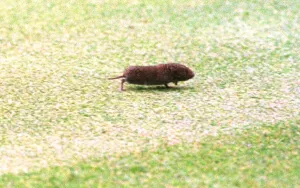 A vole which appeared at the British Open Golf Championships while Justin Rose was A vole which appeared at the British Open Golf Championships while Justin Rose was