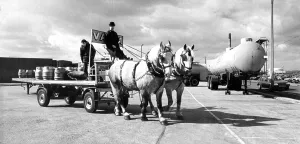 A wagon from the Vaux Brewery being led by two Persherons in 1986 A wagon from the Vaux Brewery being led by two Persherons in 1986