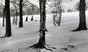 Walking the snow Trees silver birch tree snow snowy weather seasons Walking the snow Trees silver birch tree snow snowy weather seasons