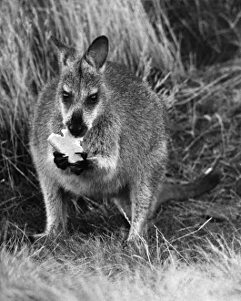 A Wallaby. nibbling on some food September 1976 P009547 A Wallaby. nibbling on some food September 1976 P009547