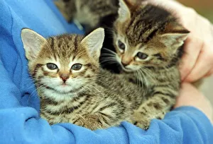 Six week old cats at Cardonald Cat and dog home Six week old cats at Cardonald Cat and dog home