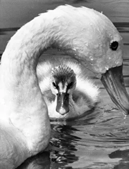 This week old cygnet stays close to mum at Washington Wildlife Park This week old cygnet stays close to mum at Washington Wildlife Park