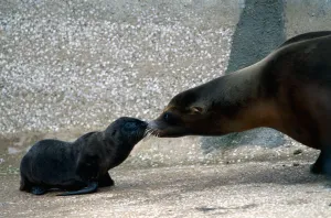 A one Week old sea lion with parent Pru at a Zoo in Wales June 1979 A one Week old sea lion with parent Pru at a Zoo in Wales June 1979