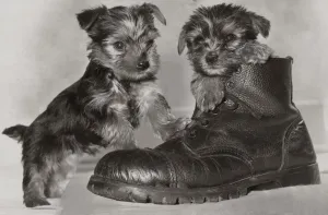 Two six week old Yorkshire terrier puppies playing in a pair of old boots May 1979 Two six week old Yorkshire terrier puppies playing in a pair of old boots May 1979