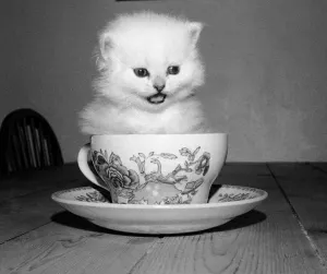 Three weeks old male kitten sitting inside a tean cup at the home of his owner in Three weeks old male kitten sitting inside a tean cup at the home of his owner in