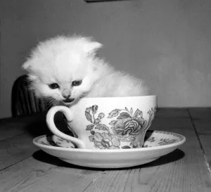 Three weeks old male kitten sitting inside a tean cup at the home of his owner in Three weeks old male kitten sitting inside a tean cup at the home of his owner in