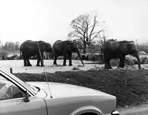 Images Dated 1st May 1980: West Midland Safari and Leisure Park, located in Bewdley, Worcestershire, England