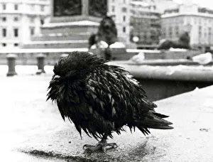 Wet Pigeon in Trafalger Square. December 14th 1981. 81/6857/18a P044380 Wet Pigeon in Trafalger Square. December 14th 1981. 81/6857/18a P044380