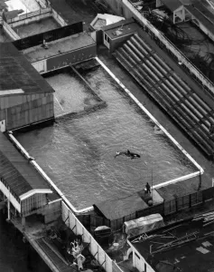 Whale: So small Nemo in his Clacton pier pool. February 1985 P006480 Whale: So small Nemo in his Clacton pier pool. February 1985 P006480