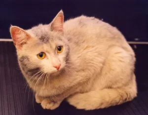 A white tom cat called Sidney who needs a good wash A white tom cat called Sidney who needs a good wash
