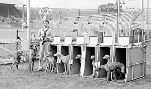 Who goes first? Greyhound puppies at Wembly stadium at the start of their training Who goes first? Greyhound puppies at Wembly stadium at the start of their training