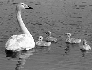 This Whooper swan and her cygnets are one of the attractions of Washingto Waterfowl Park This Whooper swan and her cygnets are one of the attractions of Washingto Waterfowl Park