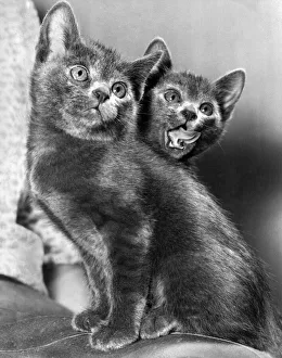 These three wide eyed Kittens are among the first of their breed to be born in this These three wide eyed Kittens are among the first of their breed to be born in this