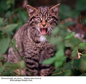 Wildcat kitten born at Kirkcudbright Wildlife park showing tongue Mr Hiss Wildcat kitten born at Kirkcudbright Wildlife park showing tongue Mr Hiss
