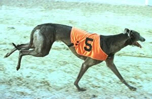 Images Dated 9th July 1998: Wilma after winning at Poole 1998 Wilma the greyhound who ran away from racetrack