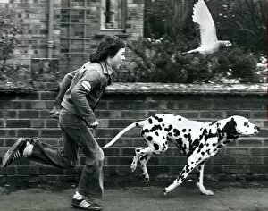 Images Dated 1st May 1978: Winifield the dalmatian dog running down the stret with owner 12 year old John Cornell