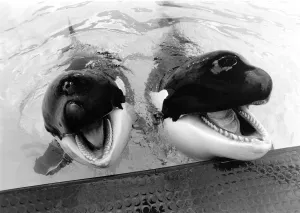 Winnie and Nemo the whales. May 1986 P009073 Winnie and Nemo the whales. May 1986 P009073