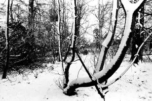 Winter Weather - Snow Scenes 11 March 1982 - Rural scene in Northumberland, woods Winter Weather - Snow Scenes 11 March 1982 - Rural scene in Northumberland, woods