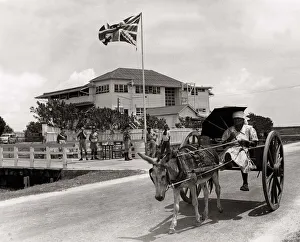 A woman driving a donkey and cart past the Carib Hotel Georgetown British Guiana where A woman driving a donkey and cart past the Carib Hotel Georgetown British Guiana where