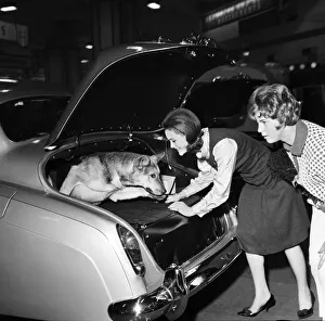 Woman putting her pet dog in the back of a Bentley car at the Earls Court Motor show Woman putting her pet dog in the back of a Bentley car at the Earls Court Motor show