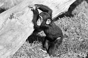 Wonder the baby Chimpanzee seen here at the Chimpanzee breeding centre at Chester Zoo Wonder the baby Chimpanzee seen here at the Chimpanzee breeding centre at Chester Zoo