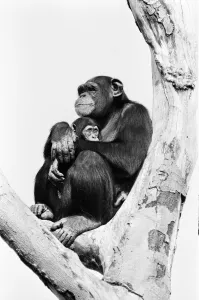 Wonder the baby Chimpanzee seen here with his mother at the Chimpanzee breeding centre at Wonder the baby Chimpanzee seen here with his mother at the Chimpanzee breeding centre at