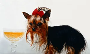 The world's smallest dog Thumelina the Yorkshire Terrier wearing a red ribbon The world's smallest dog Thumelina the Yorkshire Terrier wearing a red ribbon