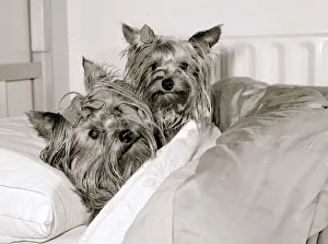Two Yorkshire Terrier Dogs get five star treatment at exclusive kennels near great Two Yorkshire Terrier Dogs get five star treatment at exclusive kennels near great
