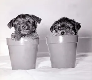Two yorkshire terrier puppies playing inside a couple of plant pots May 1979 Two yorkshire terrier puppies playing inside a couple of plant pots May 1979