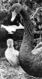 A young Australian Black Swan cygnet waiting for mum to take him swimming A young Australian Black Swan cygnet waiting for mum to take him swimming