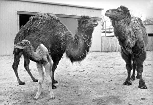 A young camel with its parents at Lambton Pleasure Park in March 1980 A young camel with its parents at Lambton Pleasure Park in March 1980